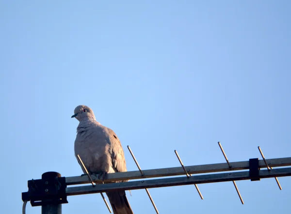 Oiseau sur antenne — Photo