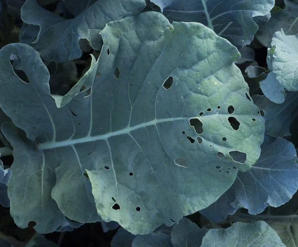 Comer hojas de brócoli Imagen De Stock