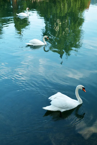 Groupe de cygnes — Photo