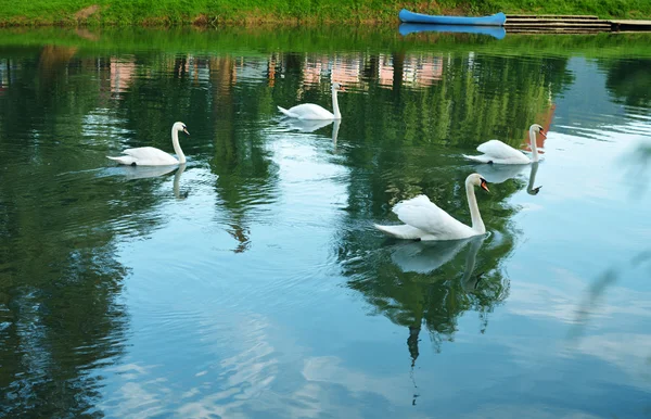 Groupe de cygnes — Photo