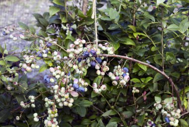 Şube Amerikan meyveler tam