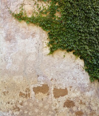 Büyük duvardaki sarmaşık 