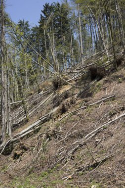 Bir fırtına sonra orman