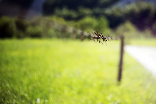 Alambre de púas — Foto de Stock