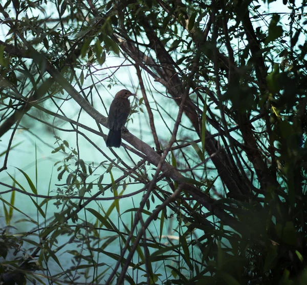 Silhouette d'oiseau dans un buisson — Photo