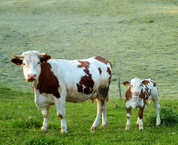 Корова і її теля — стокове фото