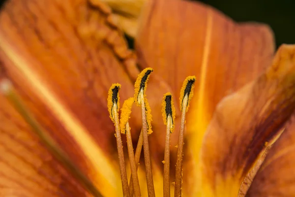 Virág portok — Stock Fotó