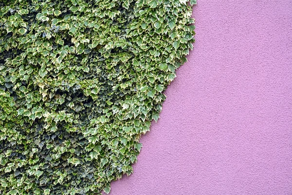 Efeu an der Mauer — Stockfoto