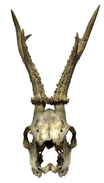 Geïsoleerde dierlijke schedel — Stockfoto