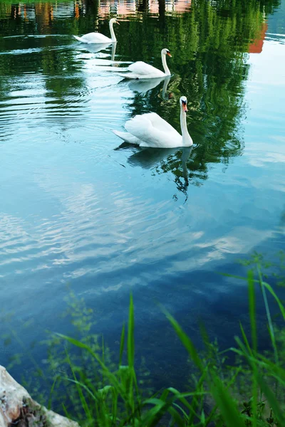 Groupe de cygnes — Photo