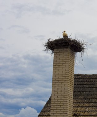 Stork nesting clipart