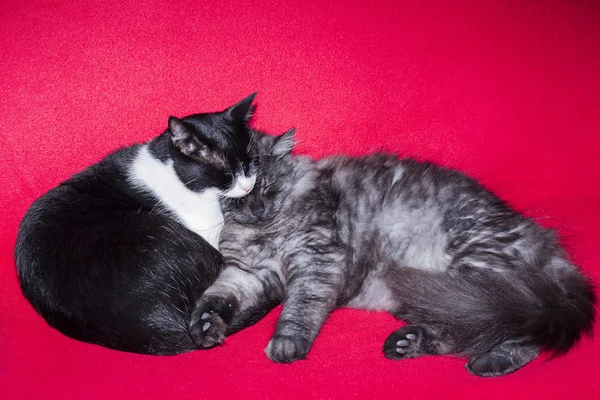 Gatos dormidos — Foto de Stock