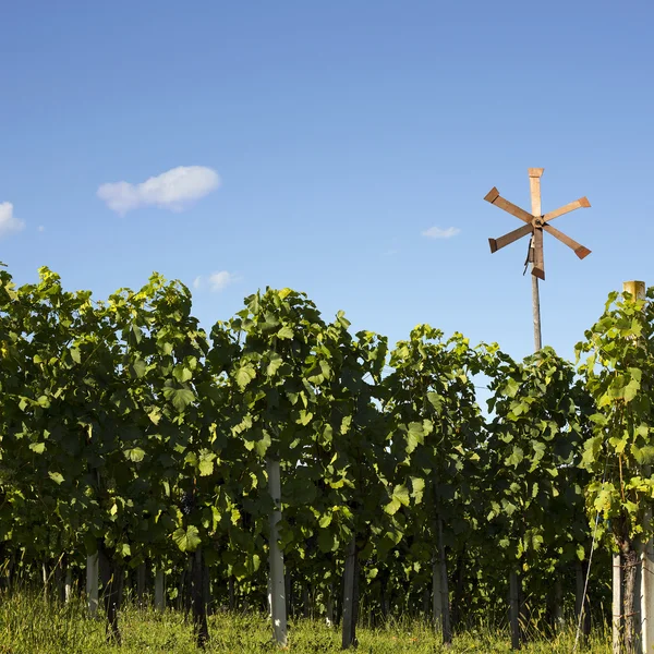 Vineyard background — Stock Photo, Image