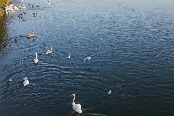 Groupe de cygnes — Photo