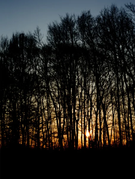 Abstrakt mörka skogen silhuette — Stockfoto