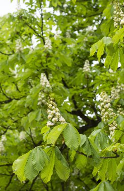 At kestanesi çiçeklenme