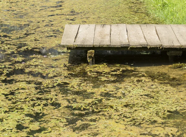 Agua con algas — Foto de Stock