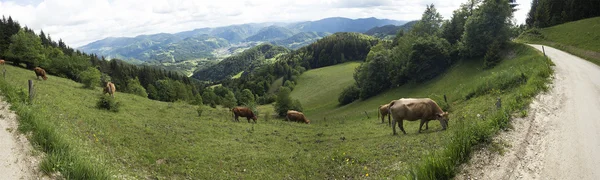 Grüne Berge und Täler — Stockfoto