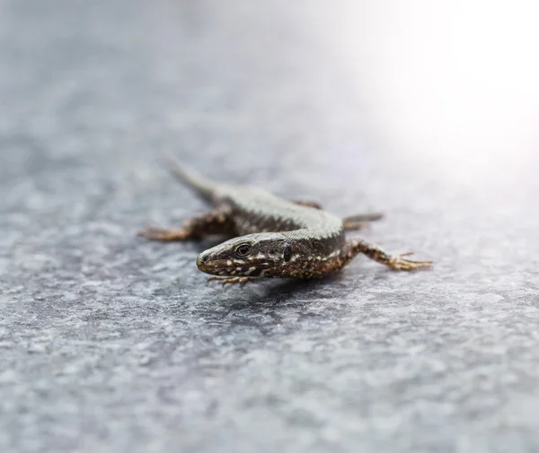 Lacerta agilis — Stock Fotó