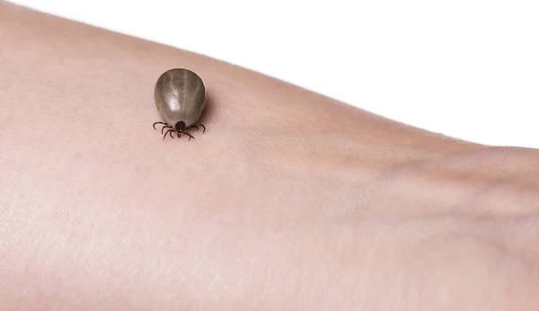 bir cilt üzerinde kene