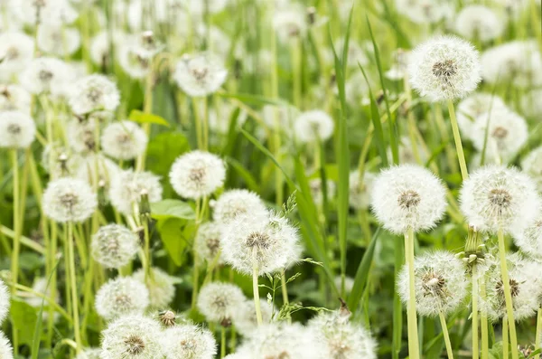 Dandelions — Stock Photo, Image