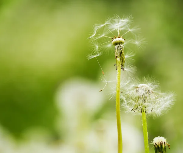 Dandelion — Stock Photo, Image