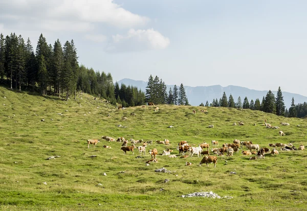 Mandria di vacche — Foto Stock