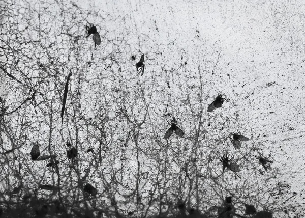Sinir bozucu böcekler — Stok fotoğraf