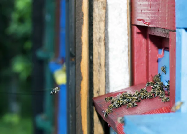 Working bee — Stock Photo, Image