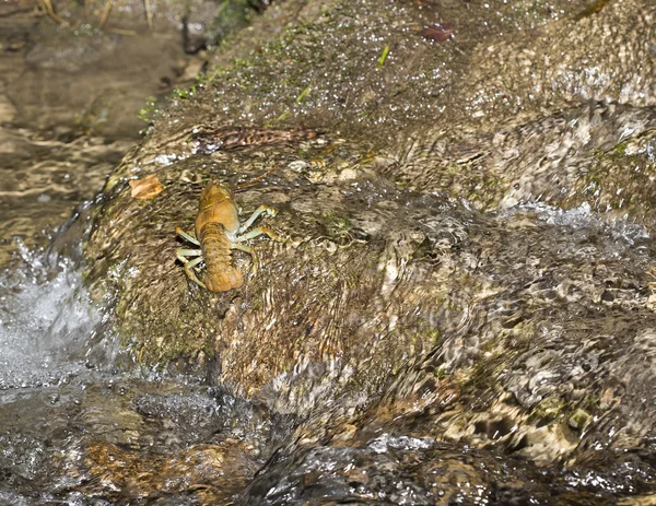 Crawfish — Stock Photo, Image