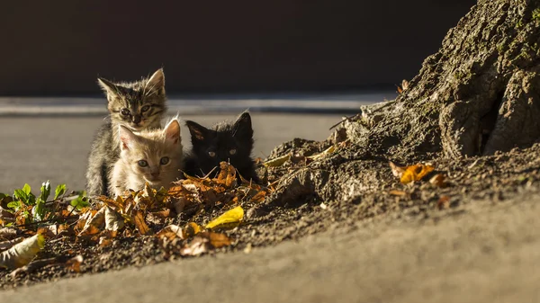 Gatitos —  Fotos de Stock