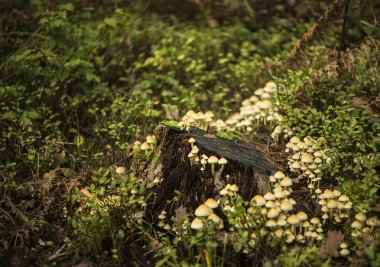 Kuehneromyces mutabilis mantar