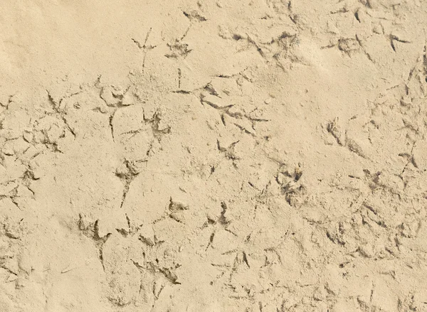 Pasos de aves en el agua — Foto de Stock