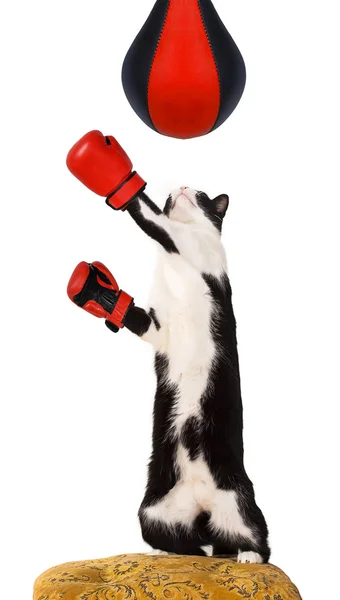 bir sandalye üzerinde yerli kedi