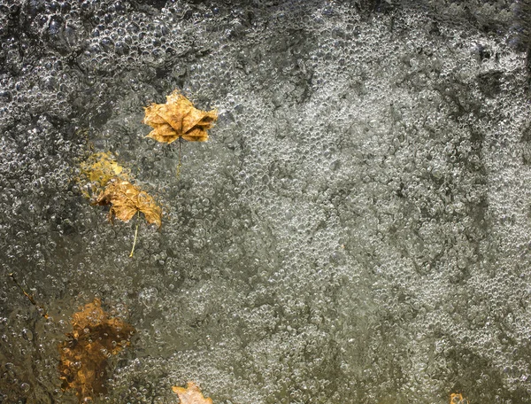 Blätter im Wasser — Stockfoto