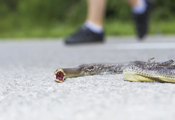 Serpiente muerta en el camino —  Fotos de Stock