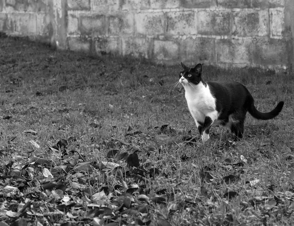 Katze in Alarmbereitschaft — Stockfoto