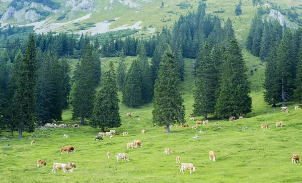 Bir dağ üzerinde ineklerin — Stok fotoğraf