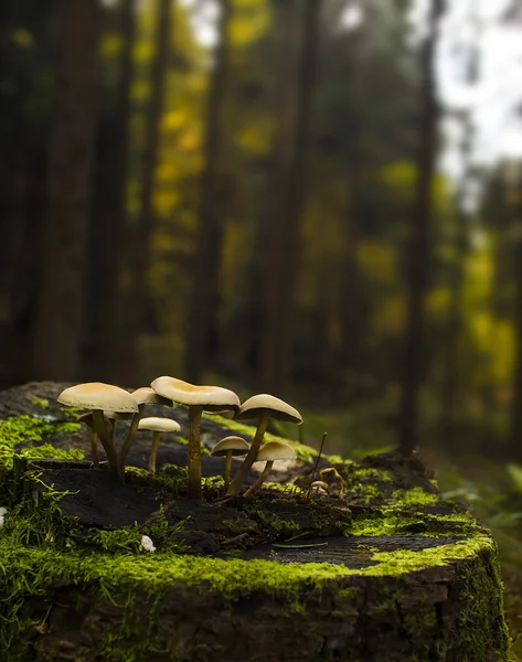 Büyüyen küçük mantar