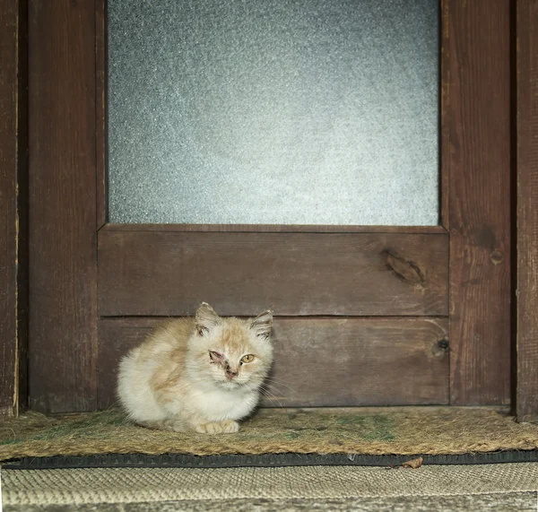 Маленькая кошка снаружи — стоковое фото