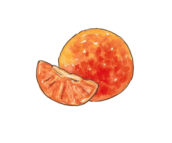 Aquarelillustratie. Tangerine en mandarijnenschijfje. — Stockfoto