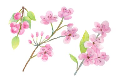 Tomurcuklu kiraz çiçekleri, beyaz arka planda izole edilmiş kiraz çilekleri.. 