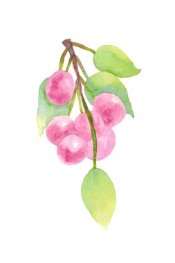 Kiraz. Beyaz arkaplanda izole edilmiş kiraz çilekleri ile fırça.