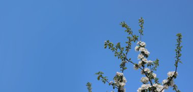 Elma ağacı bloming