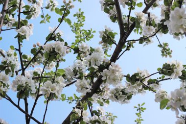 Elma ağacı bloming