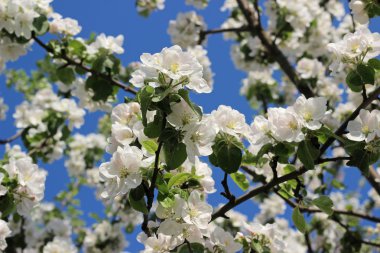Elma ağacı bloming