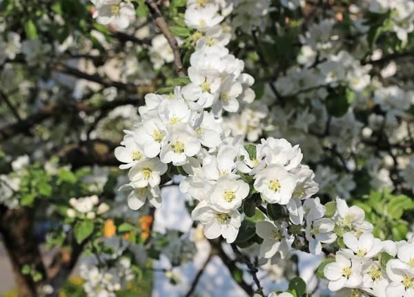 Apple tree bloming — Stock Photo, Image