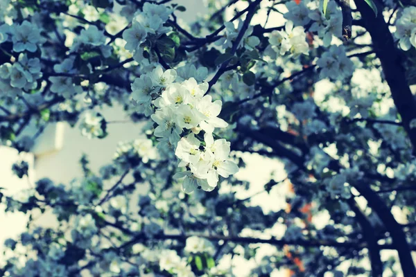 Primavera árvore de maçã — Fotografia de Stock