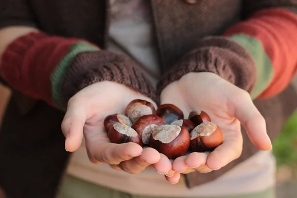 Conkers ellerinde