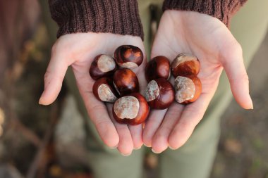 Conkers ellerinde